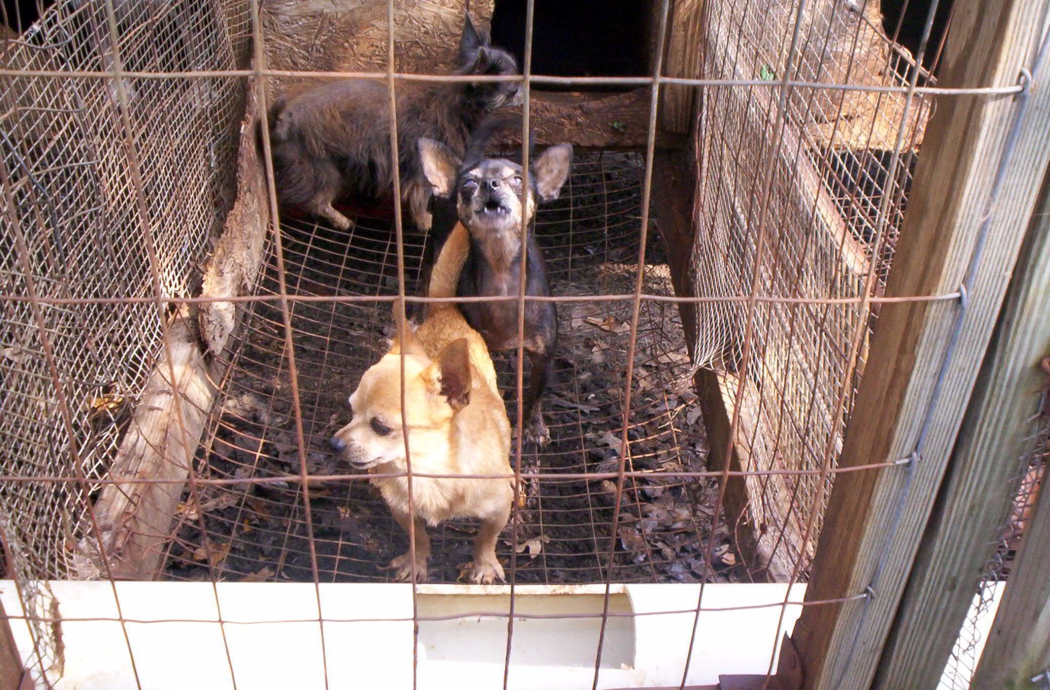 puppy mill articles
